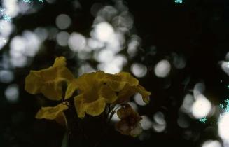 Capullo de flores amarillas