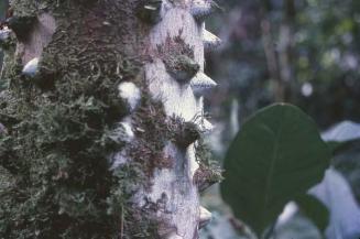 Espinas de pino de teta (Zanthoxylum martinicense)