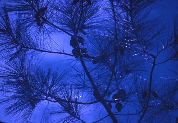 Ramas de pino en azul