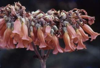 Ramillete de flores color coral