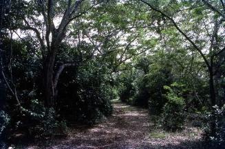 Camino en un bosque de la isla Saona