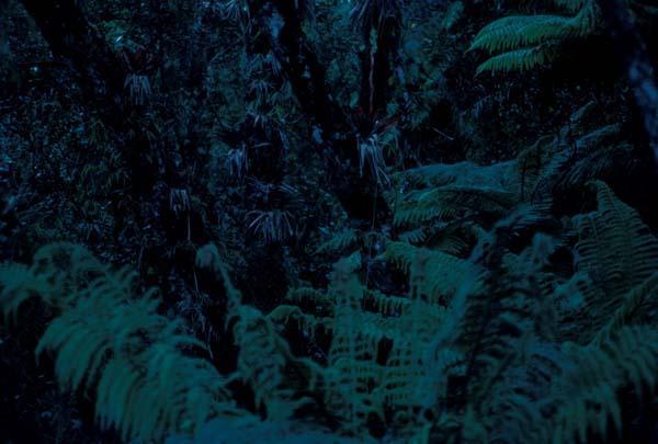 Bromelias y helechos en bosque húmedo