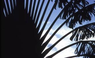 Detalle de palma abanico