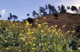 Flores amarillas de la pradera