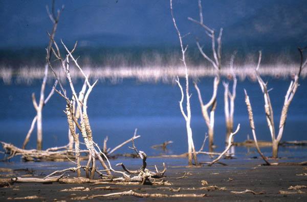 Troncos secos en orilla de lago III