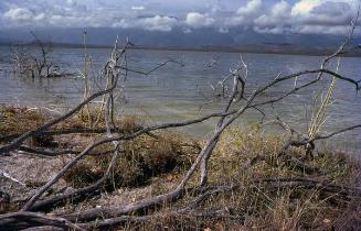 Troncos secos en orilla del lago