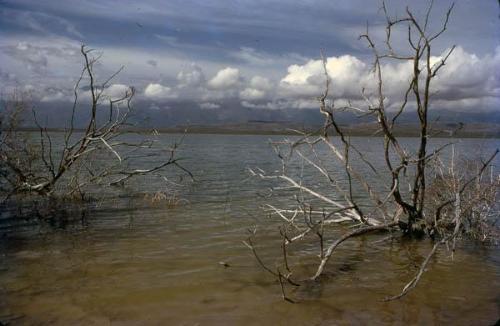 Troncos secos en orilla del lago II