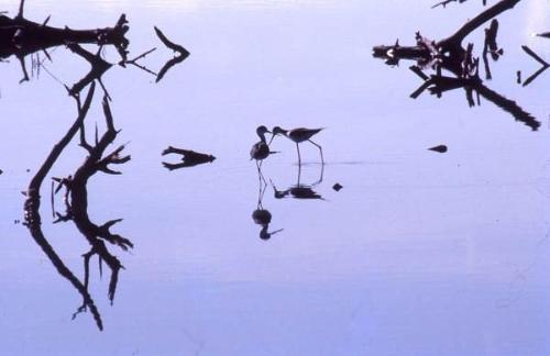 Silueta de aves en laguna de Cabo Rojo