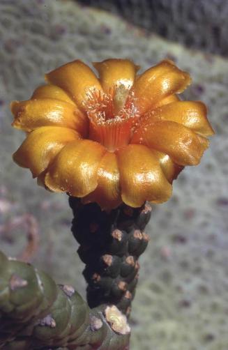 Flor de cactus alpargata en la isla Cabritos
