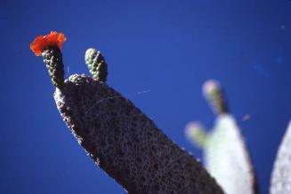 Detalle de cactus alpargata en la isla Cabritos
