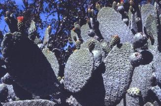 Pencas de cactus alpargata en la isla Cabritos