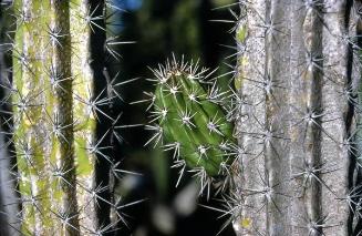 Detalle de cactus cayuco en la isla Cabritos