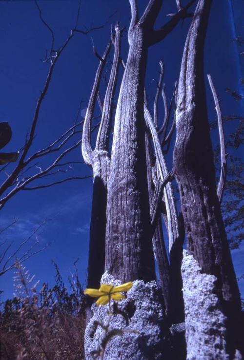 Flor amarilla entre troncos secos en la isla Cabritos