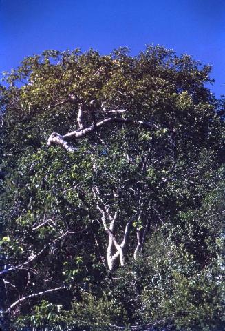 Árboles en el Parque Nacional del Este II