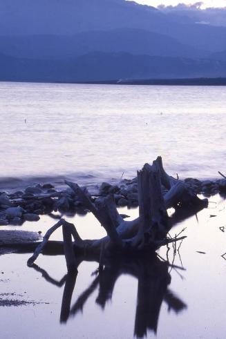 Troncos secos en una ribera del lago Enriquillo