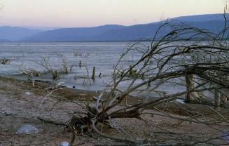 Troncos secos en una ribera del lago Enriquillo II