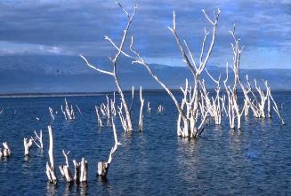 Troncos secos en aguas del lago Enriquillo