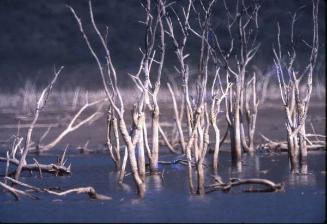 Troncos secos en aguas del lago Enriquillo II