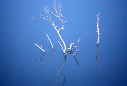 Troncos secos en aguas del lago Enriquillo III