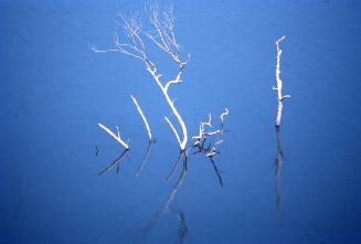 Troncos secos en aguas del lago Enriquillo III