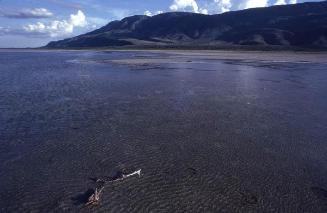 Tronco seco en aguas del lago Enriquillo