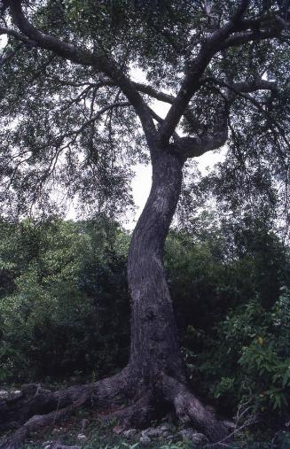 Árbol en un bosque de la isla Saona