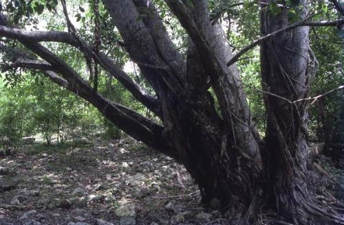Árbol en un bosque de la isla Saona