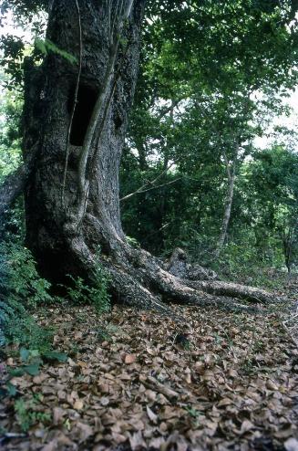 Pie de árbol en la isla Saona