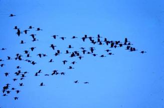 Aves que vuelan sobre laguna Saladillo