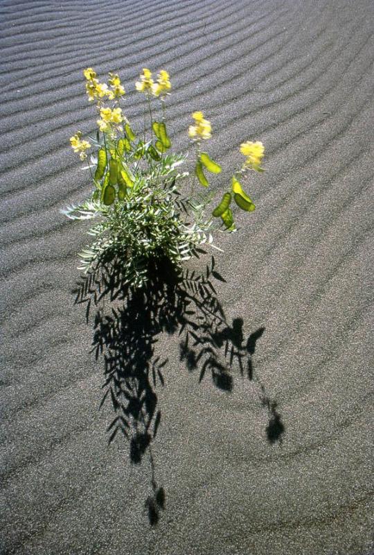 Planta con flores en dunas de Baní