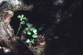 Hierbas en el hueco de un tronco seco