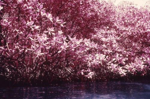 Copas de manglares tonos violáceos