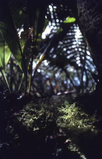 Interior del bosque en Diego de Ocampo