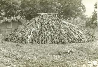 Pila de ramos y troncos de guayacán
