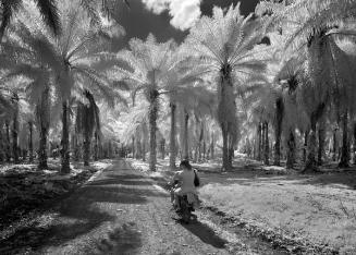Plantación de palma africana, Monte Plata