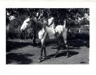 Fotografía B/N, Niño Montado a caballo en Jacagua