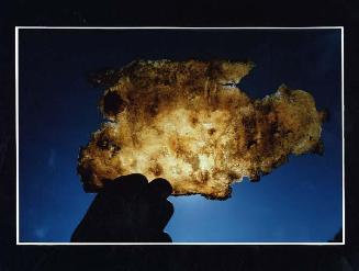 Detalle de placa translúcida en islas Galápagos