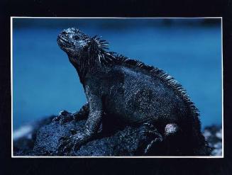 Retrato de iguana en islas Galápagos